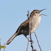 Bewick's Wren